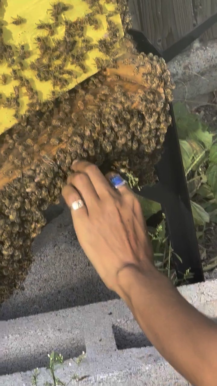 A bare hand resting against a cluster of bees on wild comb