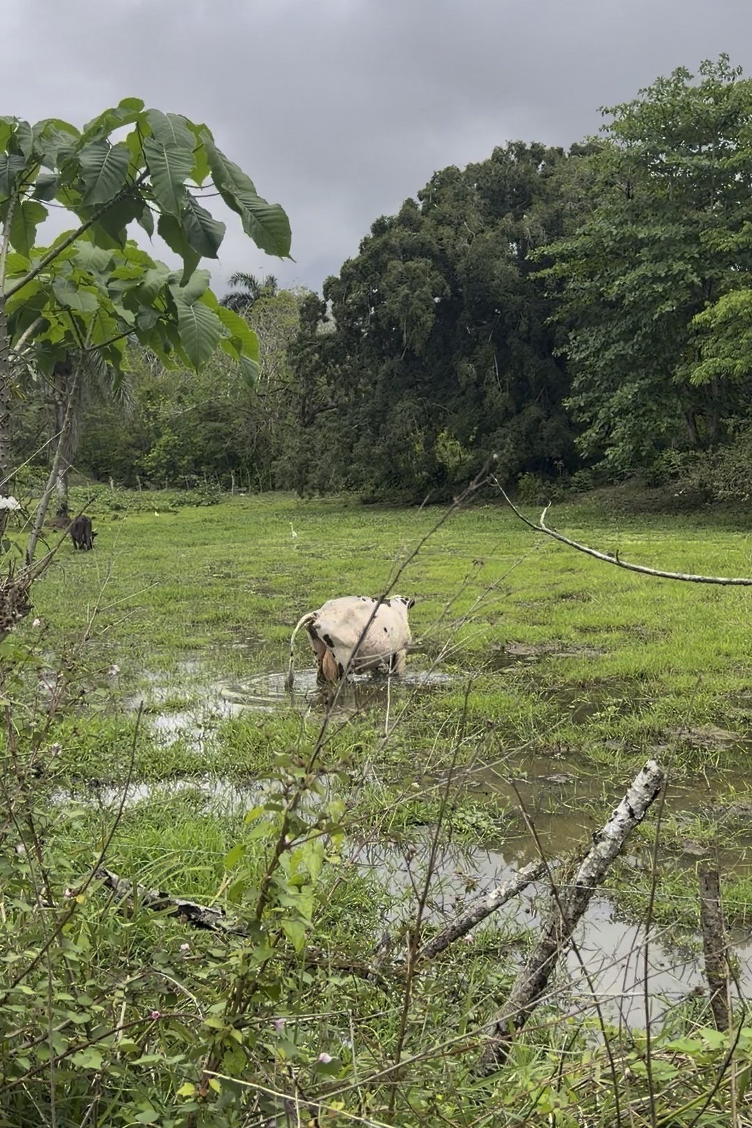 Grass-fed cattle grazing across the open pasture