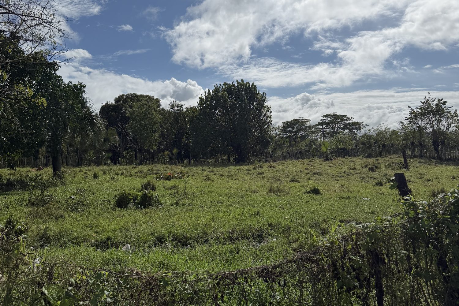 Open fields stretching toward the treeline