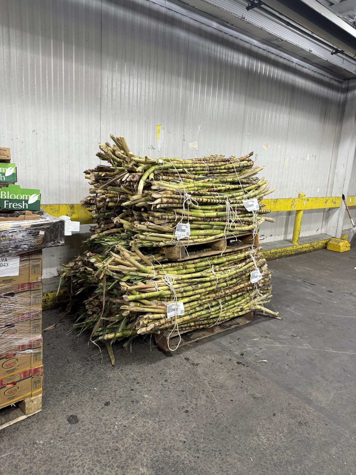Bundles of raw sugarcane stacked and waiting